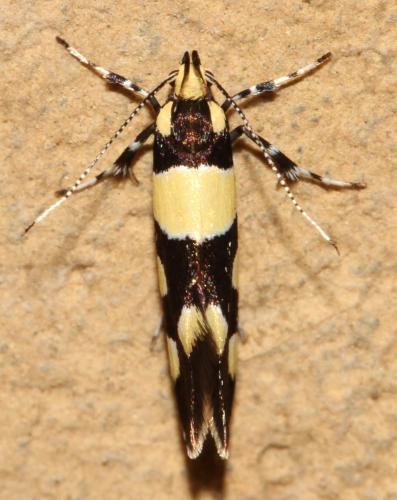Eratophyes amasiella